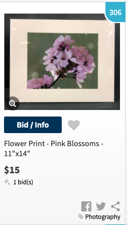 Cherry Blossoms, Tidal Basin, Washington DC