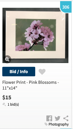 Cherry Blossoms, Tidal Basin, Washington DC